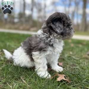 Maple, Shih-Poo Puppy